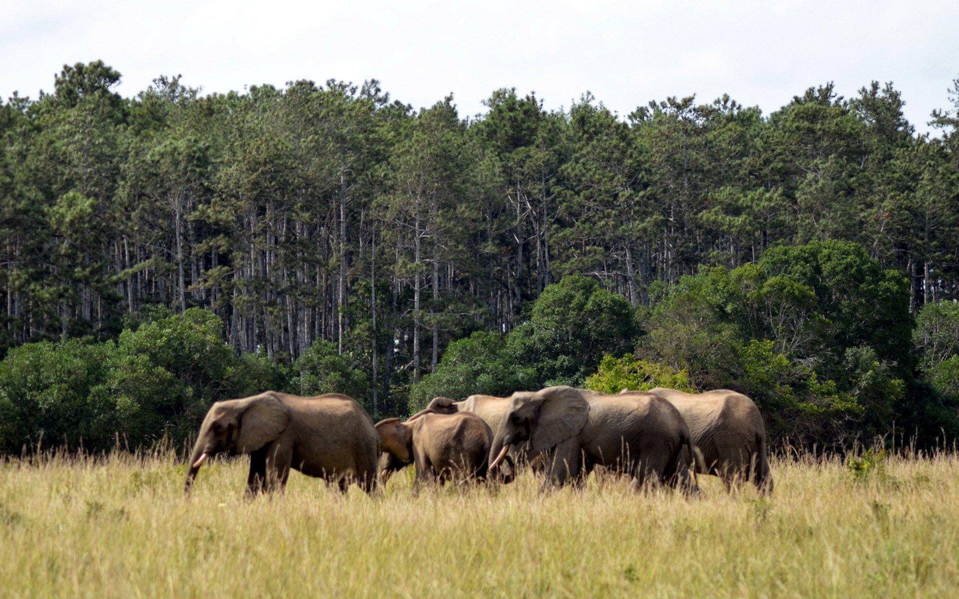 Herd of elephants in the Aberdare wild